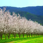 Almond Trees 2010_Credit_First Street Design