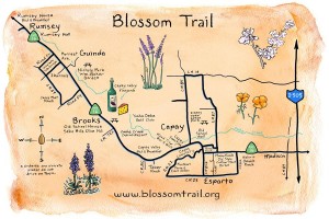 blossommaplr