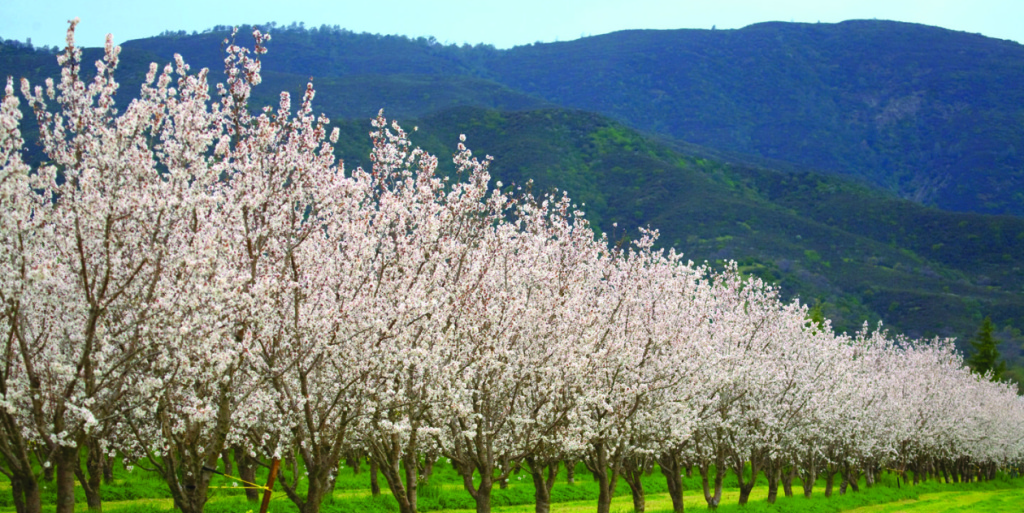 The Almond Festival! « Capay Valley Grown