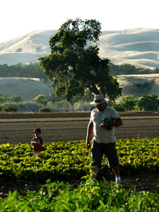 farm-rows